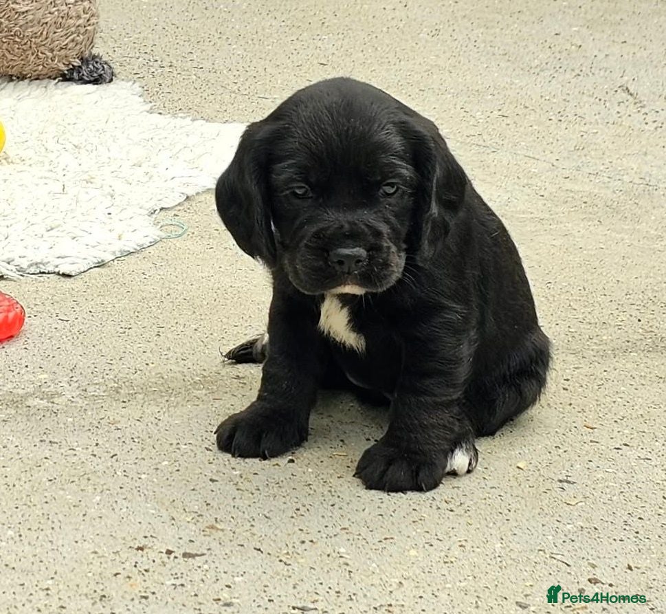 Bocker dogs Beautiful Bocker Pups - Ready 14.09.26 - Advert 2