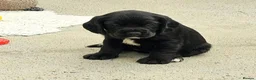 Bocker dogs for sale: Beautiful Bocker Pups - Ready 14.09.26 in Thirsk - Advert 10