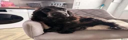 Cocker Spaniel dogs for sale: Brody  - Advert 5