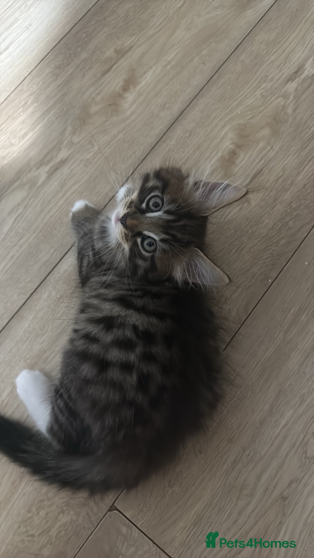 Mixed Breed cats Kitten - Advert 9