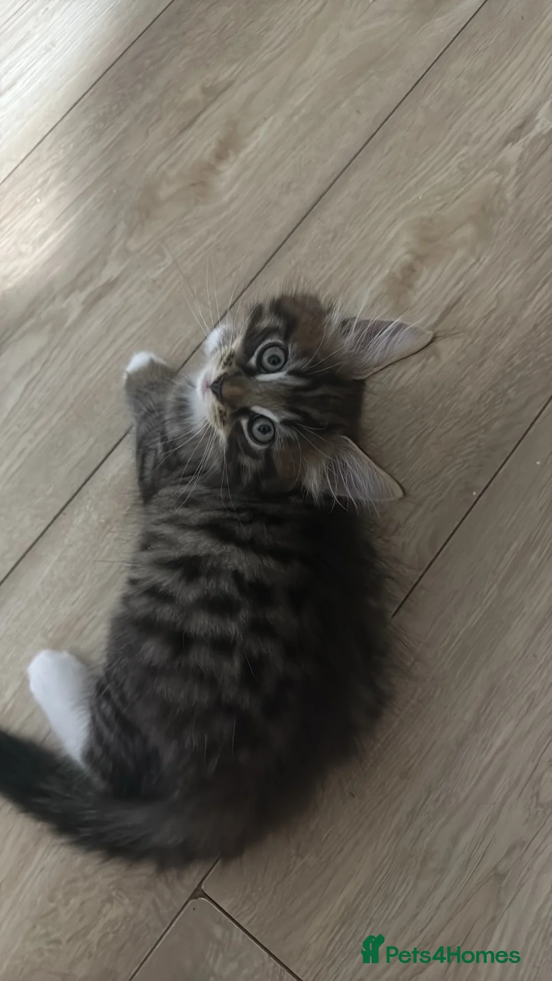 Mixed Breed cats for sale: Kitten - Advert 1