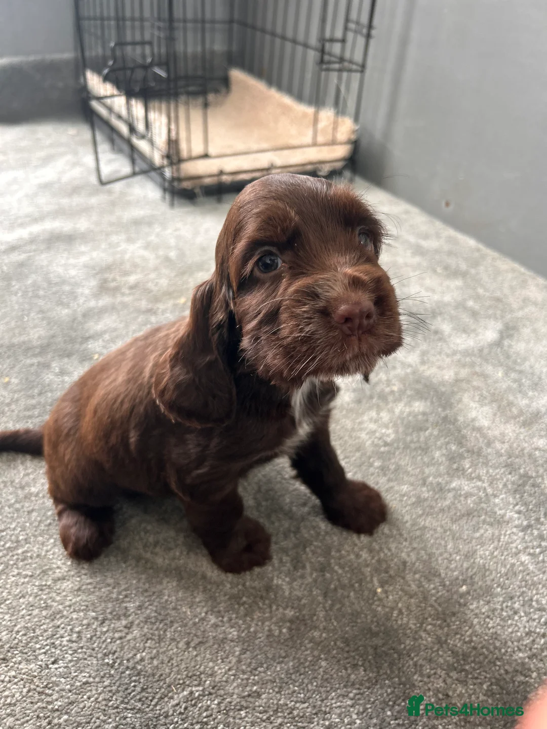 Cocker Spaniel dogs for sale: Cocker spaniel puppies  in Manchester - Advert 16