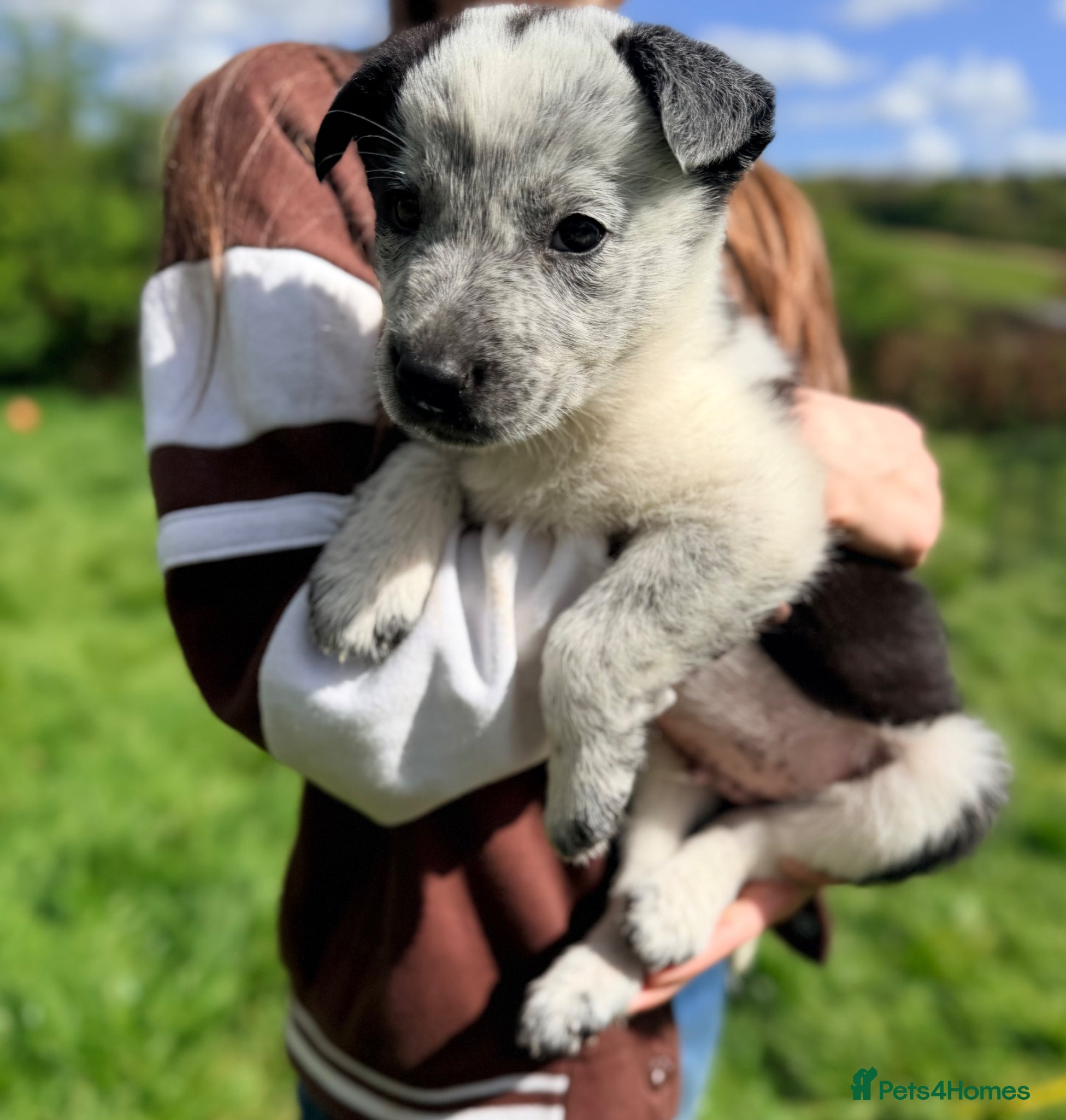 Border Collie dogs Gorgeous litter of Border Collie Puppies 2 left  - Advert 1