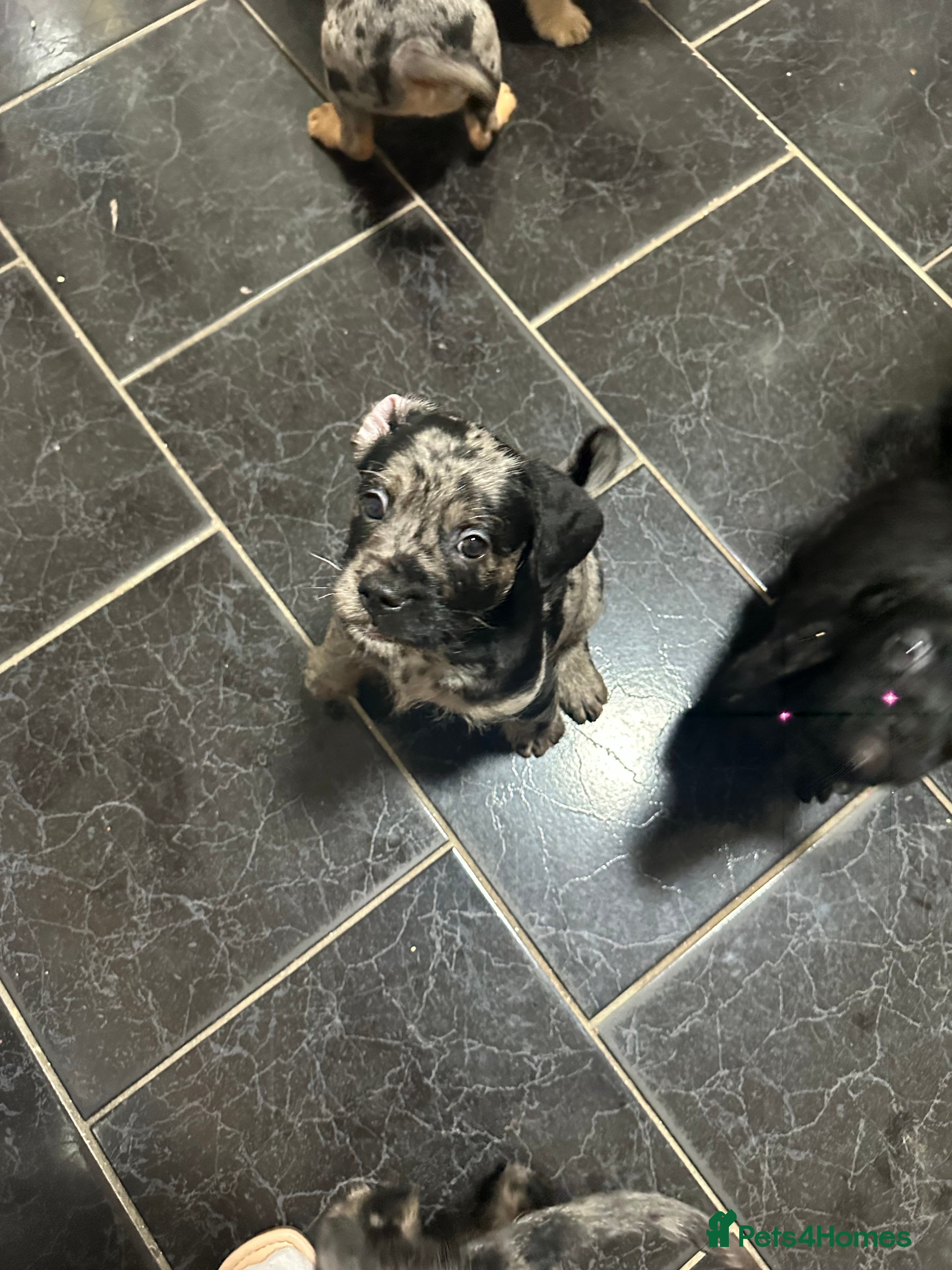 Mixed Breed dogs Froodle Puppies  - Advert 4