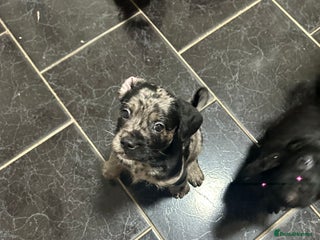 Mixed Breed dogs Froodle Puppies - Advert 6