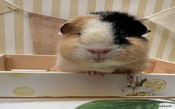 Guinea Pig rodents for sale: Teddy guinea pigs  - Image 13