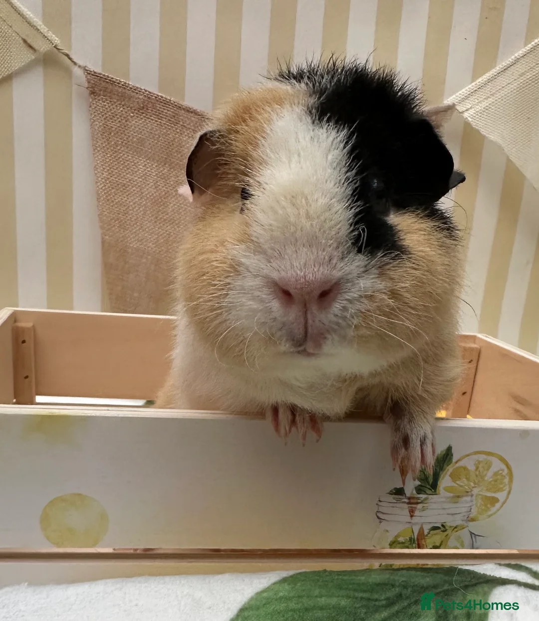 Guinea Pig rodents for sale: Teddy guinea pigs  - Advert 13