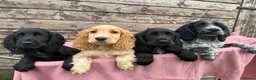 Cocker Spaniel dogs for sale: Cocker Spaniel puppies  - Advert 1