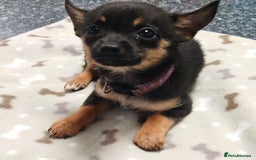 Pomchi dogs for sale: Pomchi puppies  - Advert 1