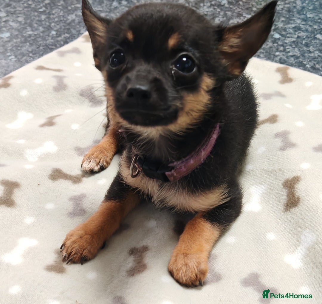 Pomchi dogs for sale: Pomchi puppies  - Advert 1