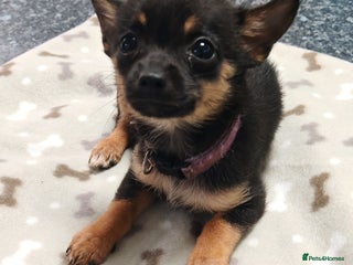 Pomchi dogs Pomchi puppies - Advert 3