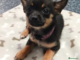 Pomchi dogs Pomchi puppies - Advert 22