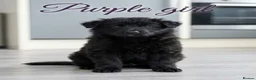 German Shepherd dogs for sale: 8 chunky long haired German shepherds puppies - Advert 14