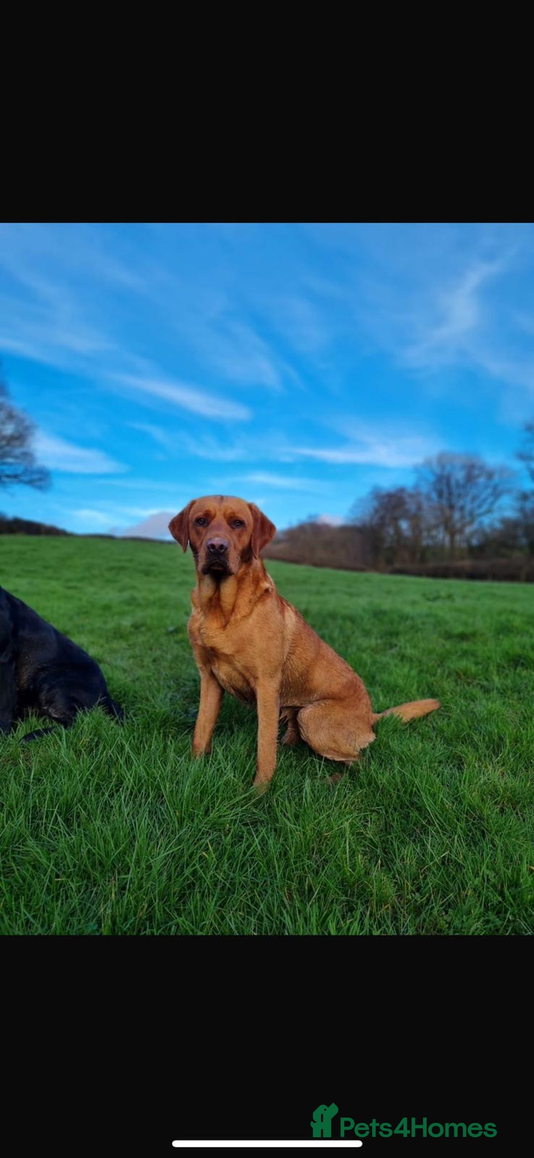 Labrador Retriever dogs for sale: 🏡 Labrador puppies 🐶 - Advert 12