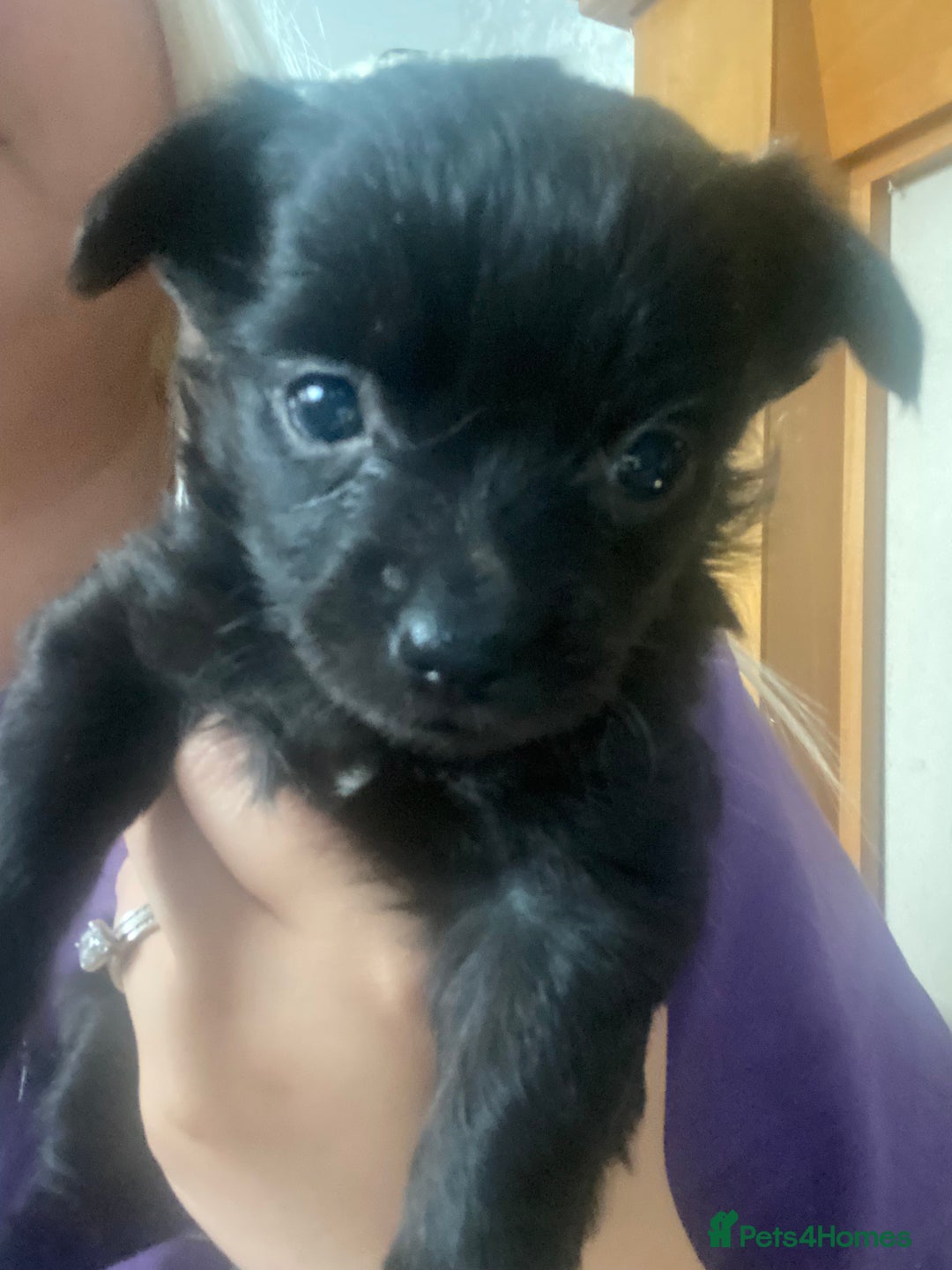 Chihuahua dogs for sale: Beautiful chihuahua babies in Manchester - Image 9