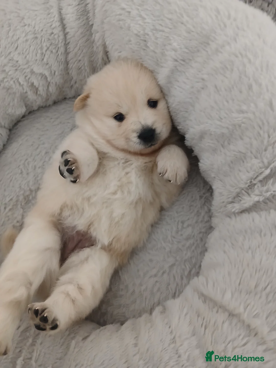 Mixed Breed dogs for sale: 5 stunning hybrid chowskis pups - Advert 3