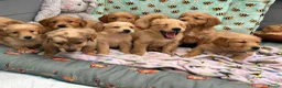 Golden Retriever dogs for sale: PERFECT LITTER KC REG HEALTH TESTED GOLDENS - Advert 14