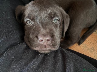 Labrador Retriever dogs 🩷Fully vaccinated pedigree puppies 🩷 - Advert 13