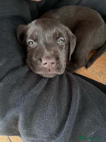 Labrador Retriever dogs 🩷Fully vaccinated pedigree puppies 🩷 - Advert 8