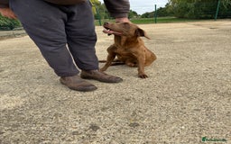 Labrador Retriever dogs for sale: Beautiful chocolate girl looking for new home  - Image 1