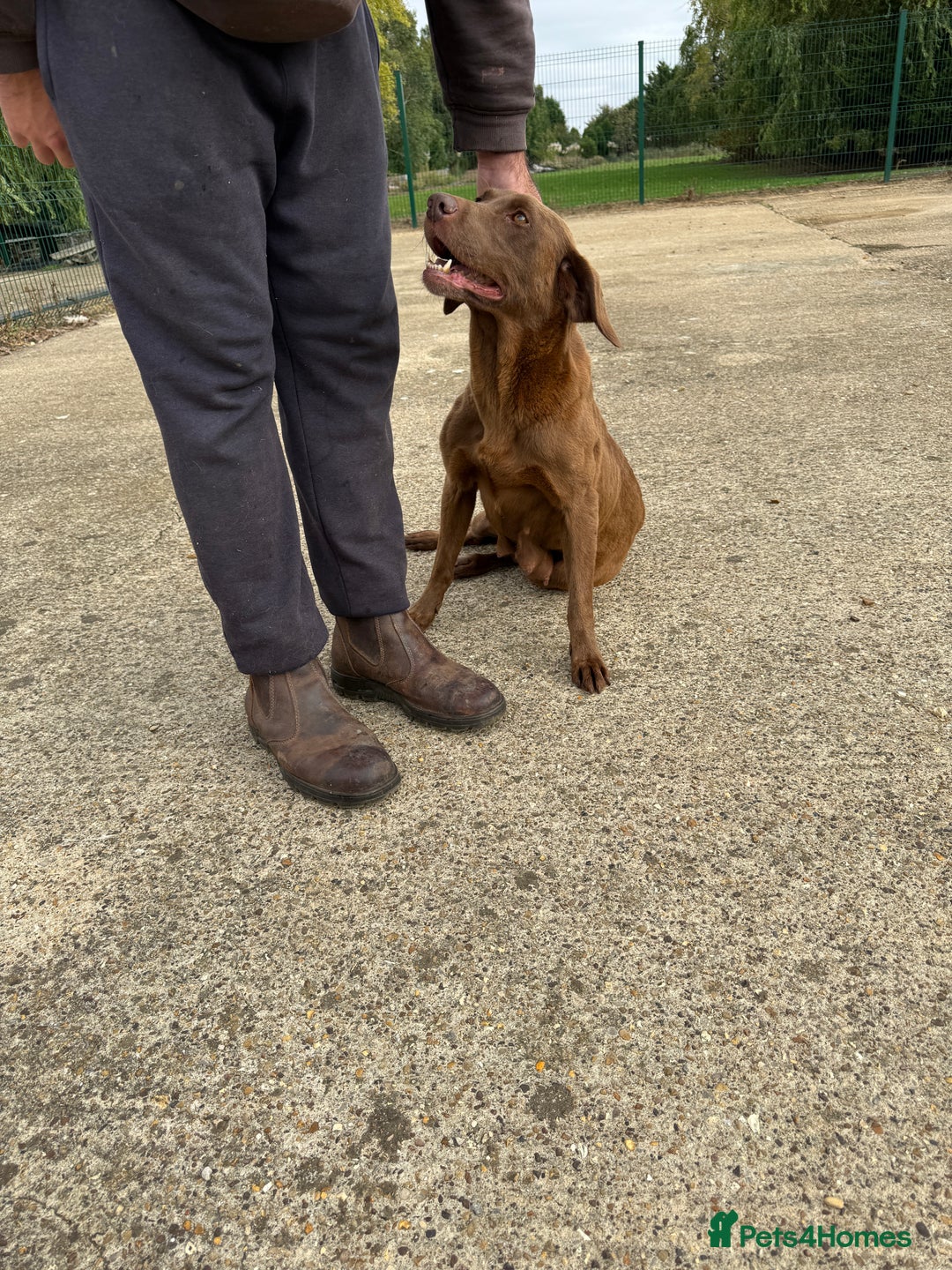 Labrador Retriever dogs for sale: Beautiful chocolate girl looking for new home  - Image 1