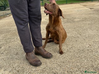 Labrador Retriever dogs - Advert 24