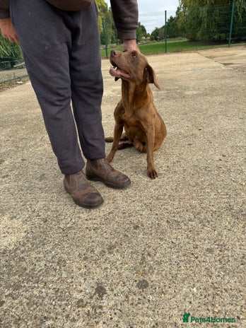 Labrador Retriever dogs - Advert 12