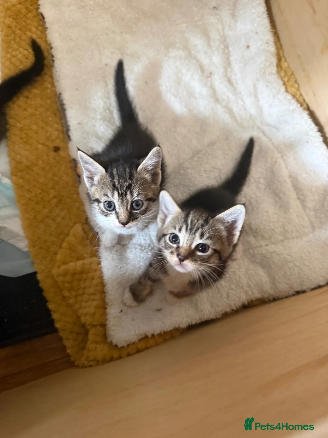 Mixed Breed cats for sale: Kittens  - Advert 1