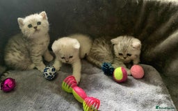 British Longhair cats for sale: BSH and BLH Silvers   in Bournemouth - Image 10