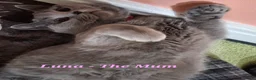 British Shorthair cats for sale: British Shorthair Kittens for Sale! Lilac & Blue! - Advert 11