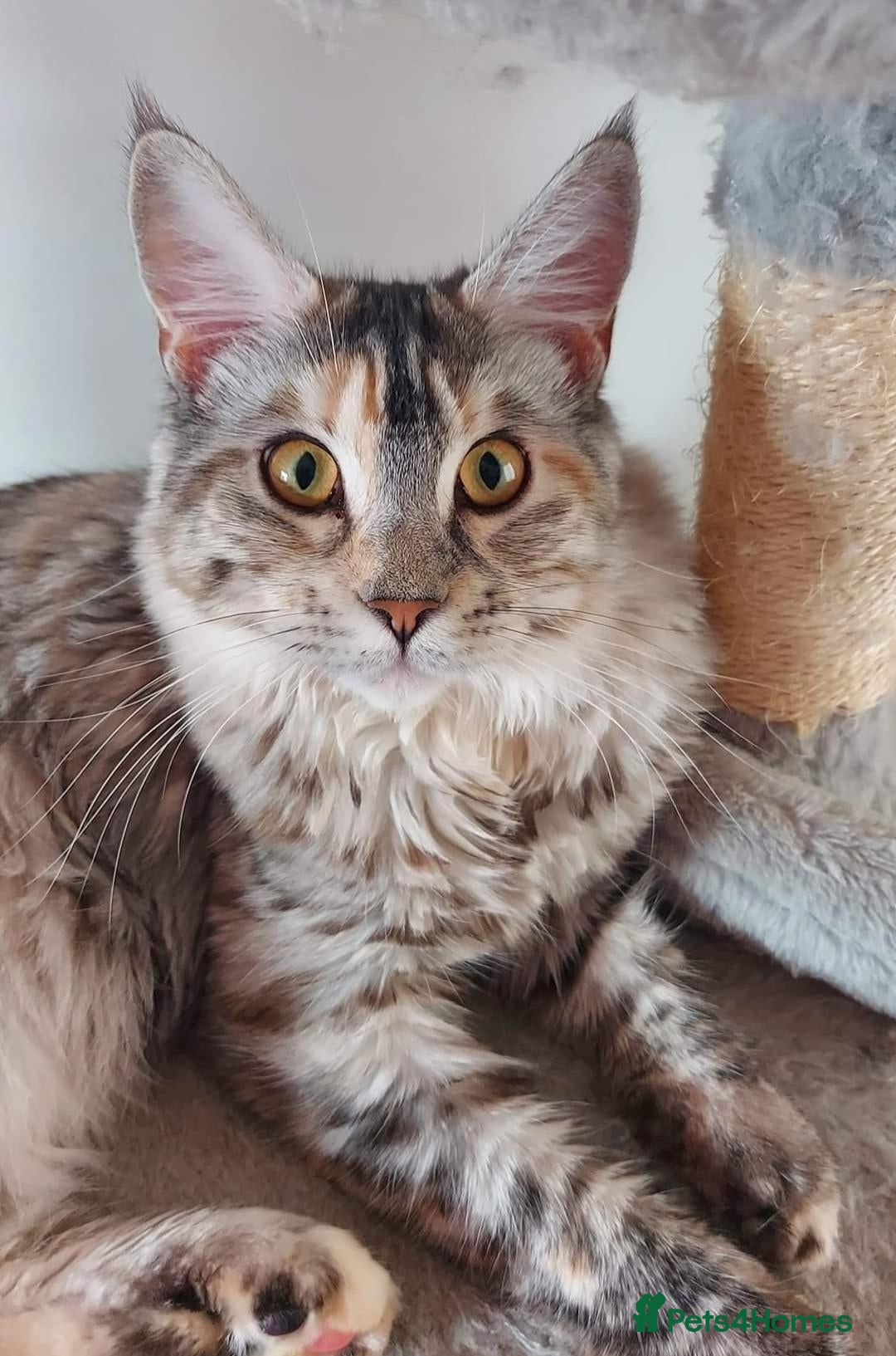 Mixed Breed cats Maine Coon x Siamese Kittens - Advert 5