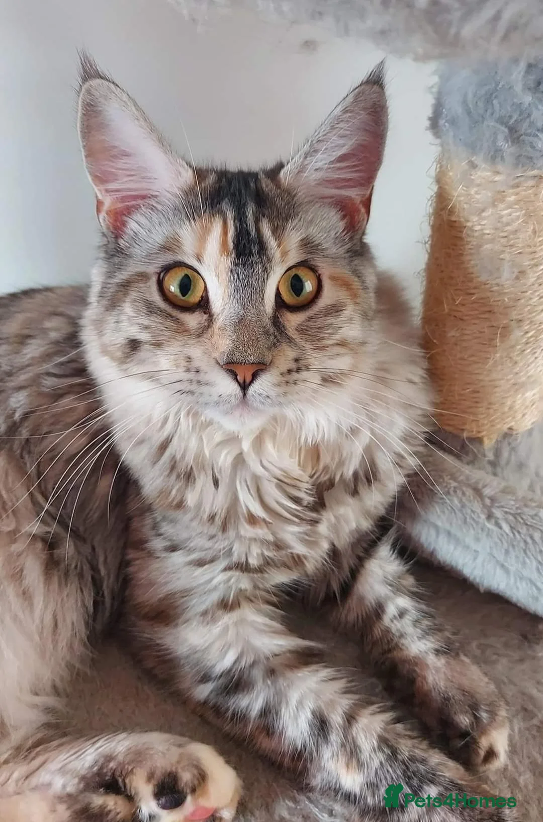 Mixed Breed cats for sale: Maine Coon x Siamese Kittens - Advert 1