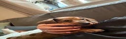 Miniature Dachshund dogs for sale: Miniature dachshund - Advert 2