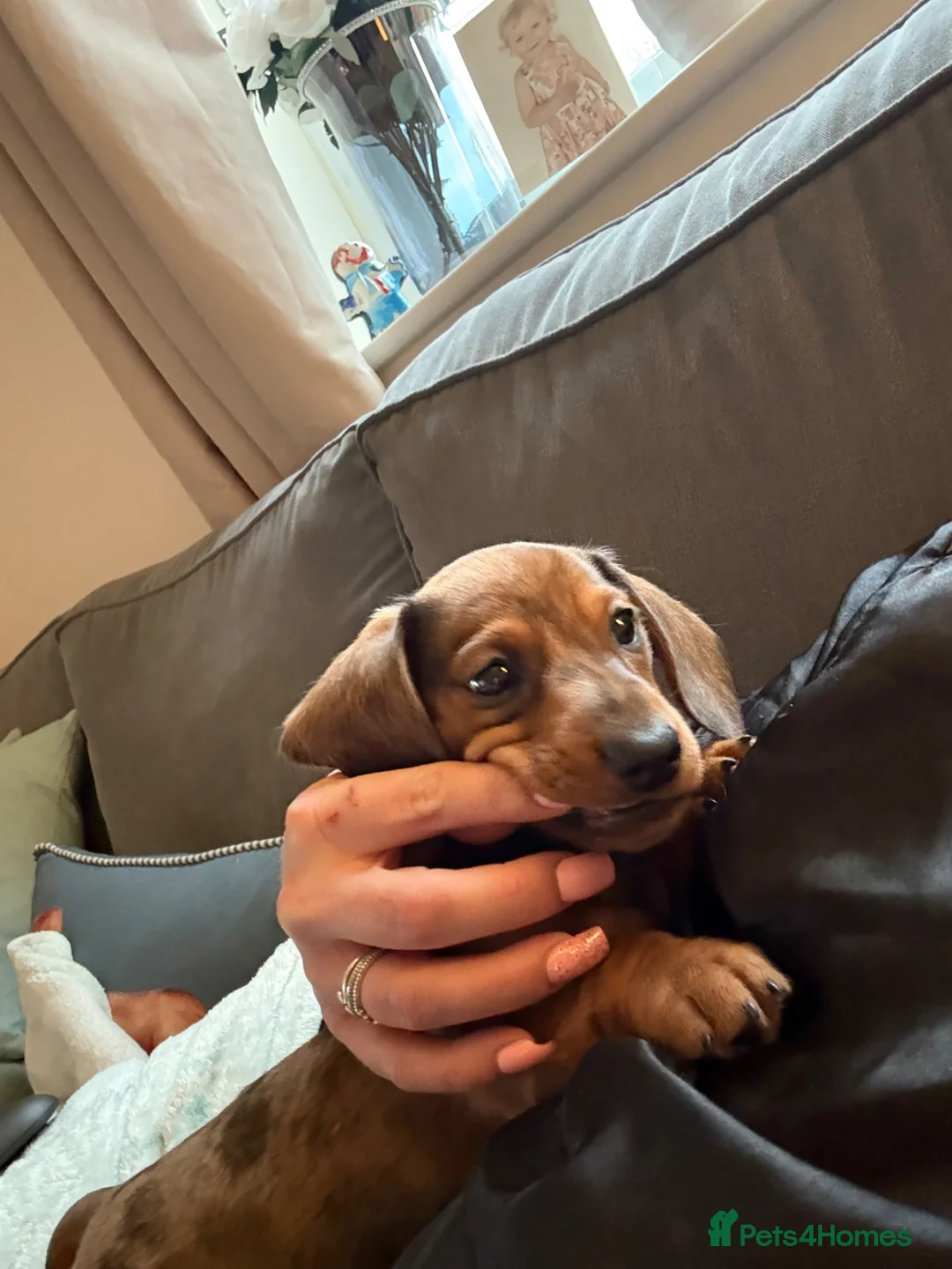 Miniature Dachshund dogs for sale: Miniature dachshund - Advert 2