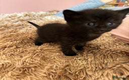 Mixed Breed cats for sale: 5 x gorgeous mixed kittens (4 left) - Image 12