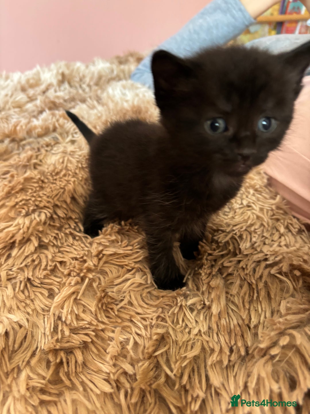 Mixed Breed cats for sale: 5 x gorgeous mixed kittens (4 left) - Image 12