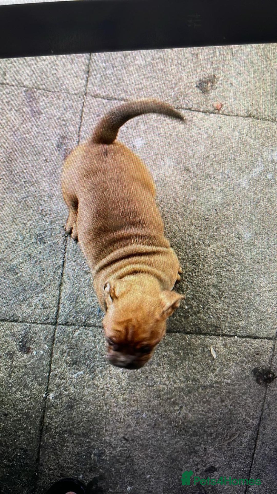 Dorset Olde Tyme Bulldogge dogs for sale: Pups for sale - Image 10