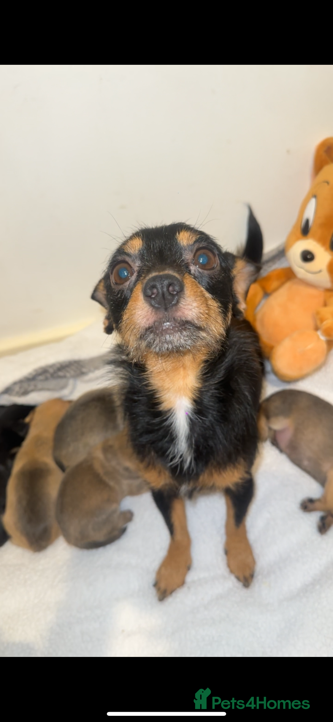 Chihuahua dogs for sale: Chihuahua cross Jack Russell  - Advert 1