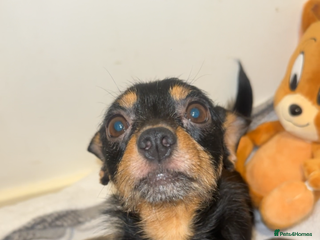 Chihuahua dogs Chihuahua cross Jack Russell - Advert 4