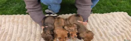 Miniature Dachshund dogs for sale: Miniature longhaired dachshund shaded cream girls in Cambridge - Advert 16