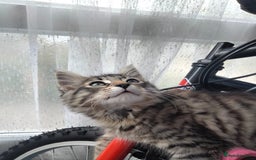British Shorthair cats for sale: 3 kittens looking for a nice house - Image 5