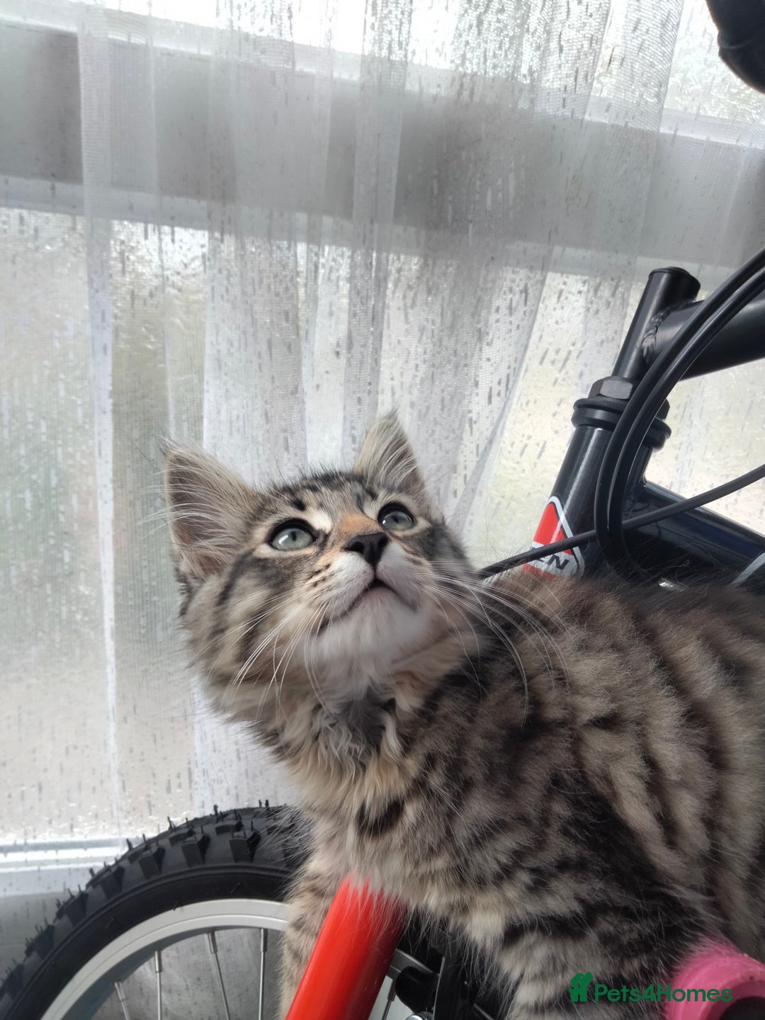 British Shorthair cats for sale: 3 kittens looking for a nice house - Image 5