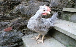 Chickens poultry for sale: Cockerel to a good home - Image 3
