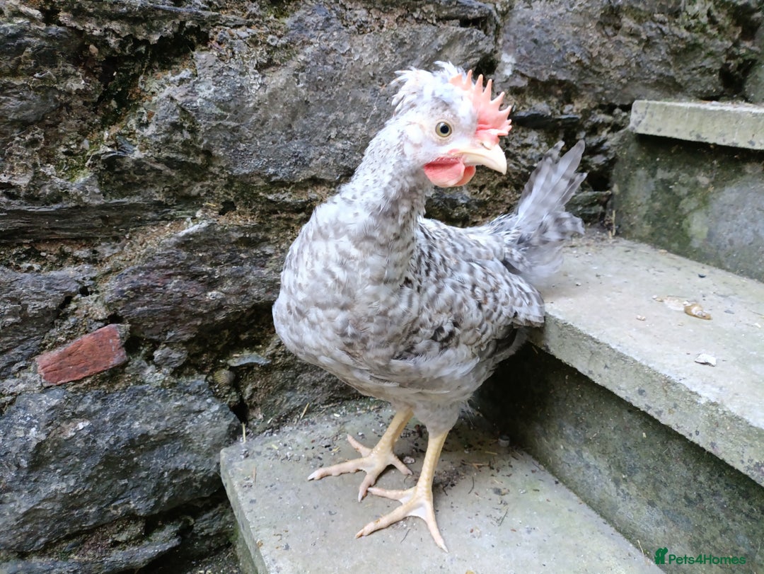 Chickens poultry for sale: Cockerel to a good home - Image 3