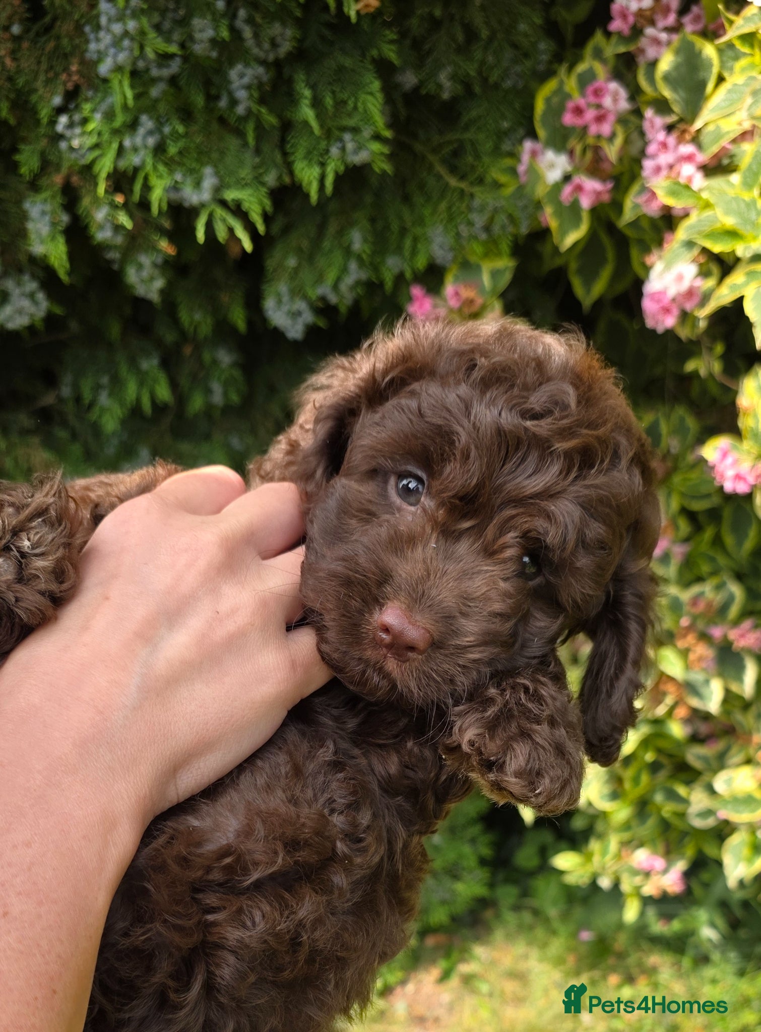Cockapoo dogs ready to leave 💙  - Advert 1
