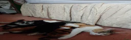 Mixed Breed cats for sale: Kittens from loving country cottage home - Advert 10