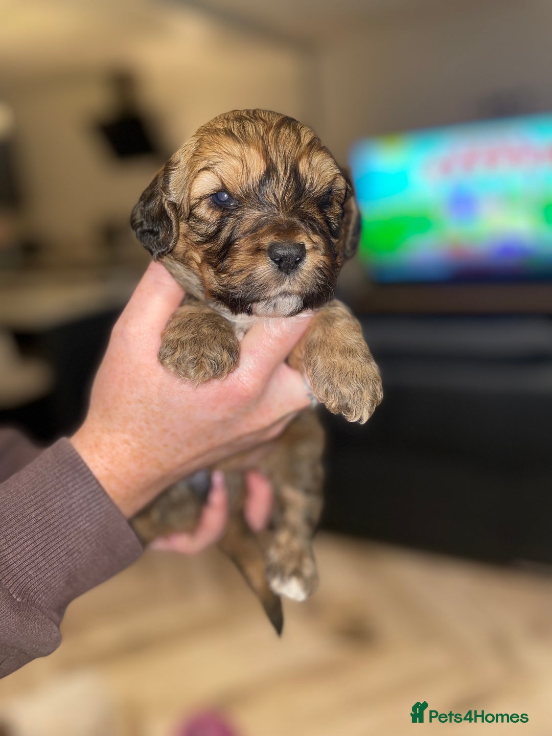 Mixed Breed dogs for sale: Shihpoo x Cockapoo Puppies 🐶  - Advert 4