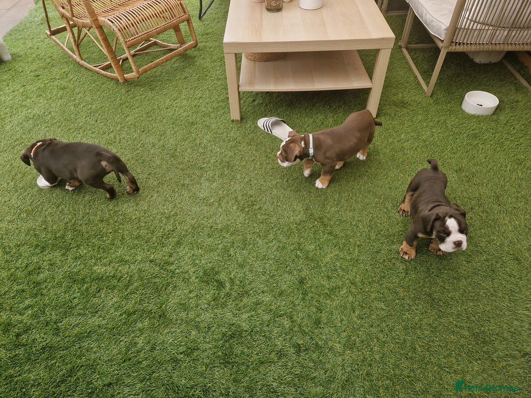Mixed Breed dogs for sale: 3 Old English bulldog boys £1500  - Image 2