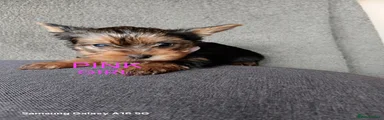 Yorkshire Terrier Puppy 5