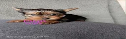 Yorkshire Terrier dogs for sale: WONDERFULL MINI YORKSHIRE TERRIER  in Tipton - Advert 5
